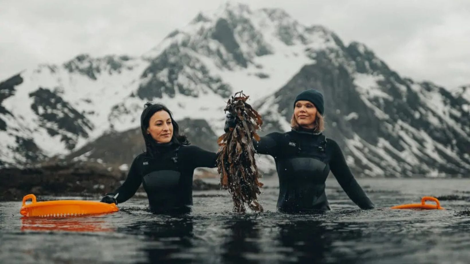 Lofoten Seaweed
