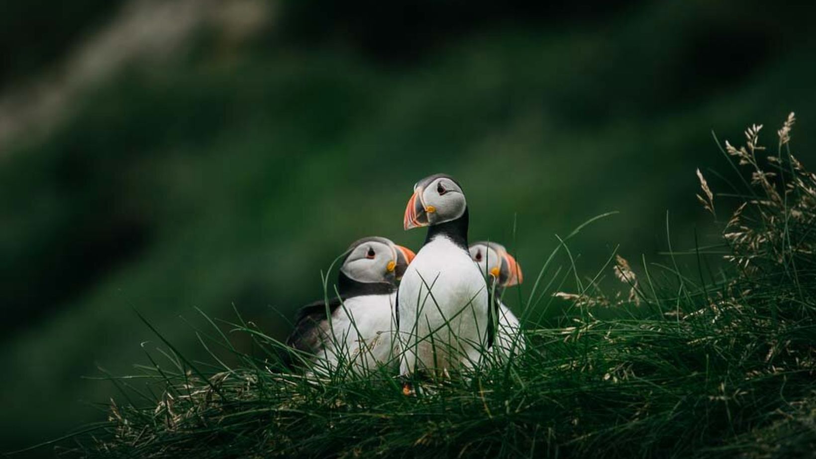 Guide to Faroe Islands